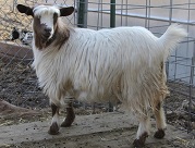 Bells Goats Jean